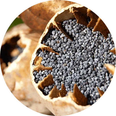 Sonic Solace™ California Poppy ingredient