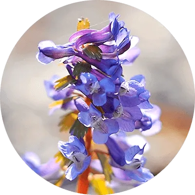 Sonic Solace™ Corydalis ingredient