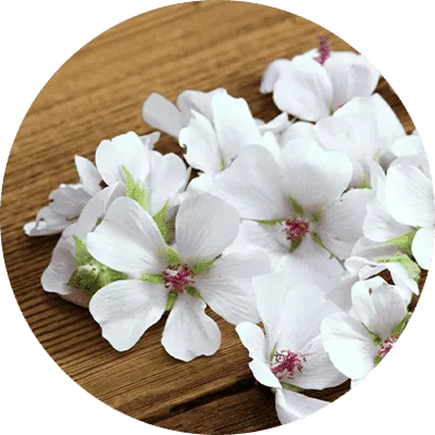 Sonic Solace™ Marshmallow Root ingredient