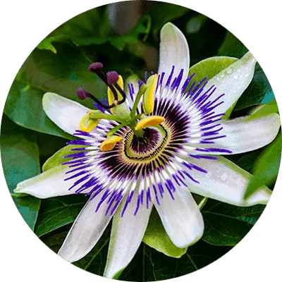 Sonic Solace™ Passion Flower ingredient