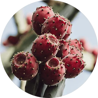 Sonic Solace™ Prickly Pear ingredient